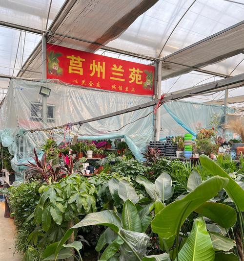 莒南观赏植物有哪些？莒南地区适合种植哪些观赏植物？