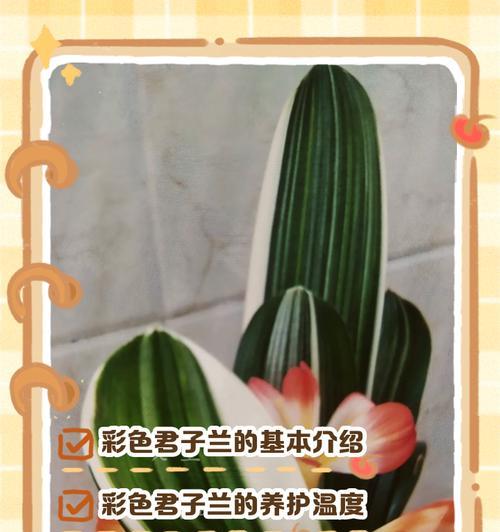 君子兰分栽的最佳时机是什么时候？分栽步骤有哪些？
