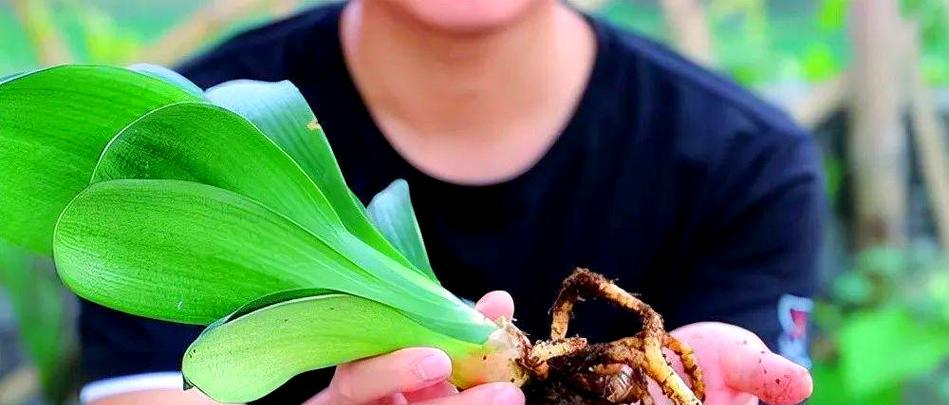 君子兰分栽的最佳时机是什么时候？分栽步骤有哪些？