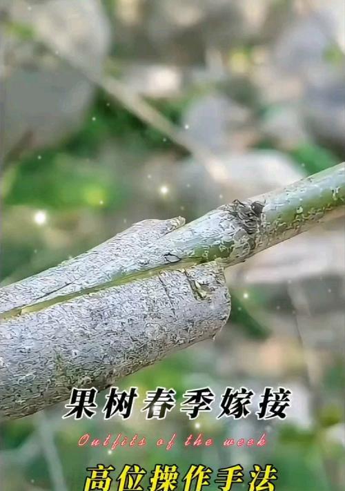 嫁接与栽培技术有哪些？如何提高植物成活率？