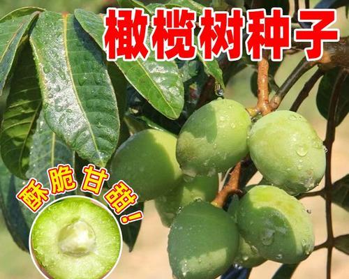 橄榄树的种子是如何传播的？