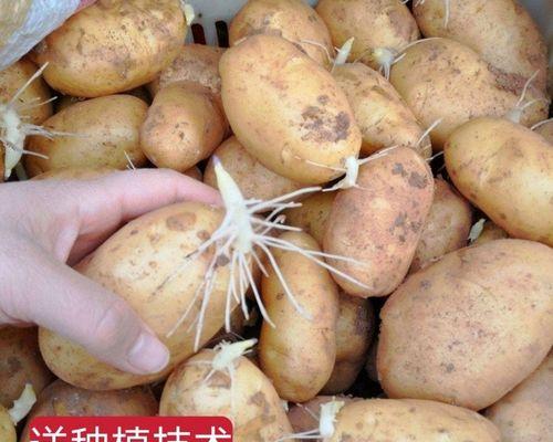 云南早土豆的最佳播种时间是什么时候？