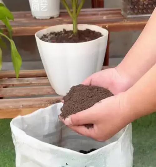 铁线莲地栽使用羊粪施肥的正确方法是什么？