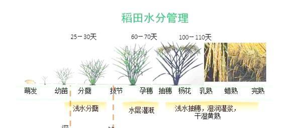高效施肥技巧有哪些呢？如何科学施肥提高产量？