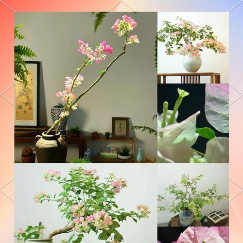 水培三角梅长绿苔了怎么办？如何有效清理和预防？