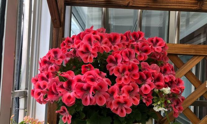 天竺葵橙子大花怎么养？如何保证其花朵鲜艳？