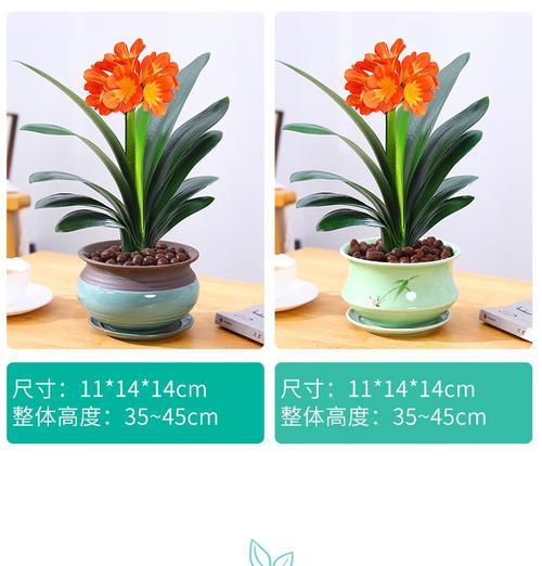 君子兰能盆栽吗？盆栽君子兰的正确养护方法是什么？