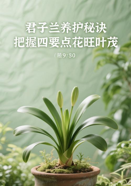 君子兰能盆栽吗？盆栽君子兰的正确养护方法是什么？