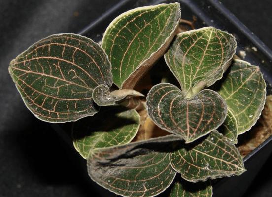 兰科植物专用树皮有哪些？如何正确选择？