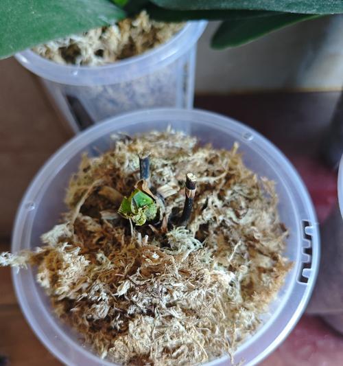 兰科植物专用树皮有哪些？如何正确选择？