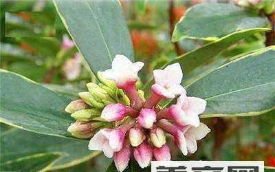 瑞香植物叶子发黄应如何处理？