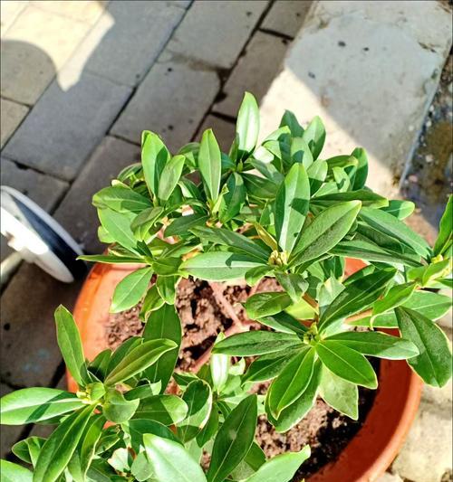 瑞香植物叶子发黄应如何处理？