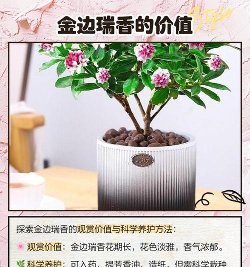 瑞香植物叶子发黄应如何处理？
