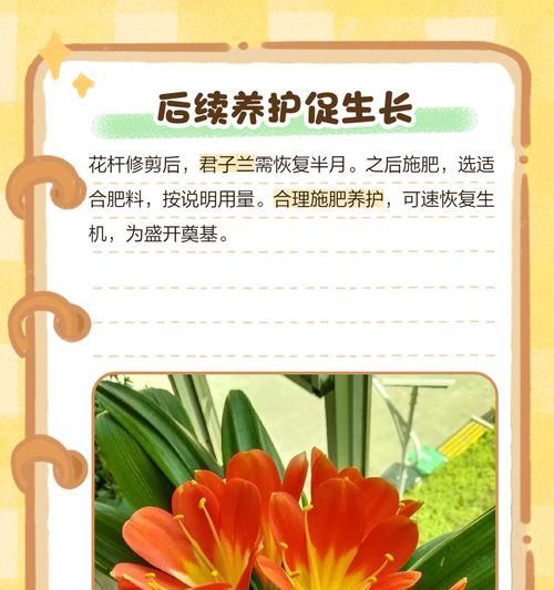 君子兰破头的处理方法是什么？