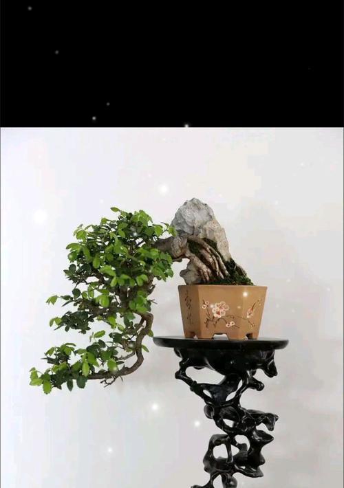 丛生柏树盆景怎么养护？丛生柏树盆景的养护技巧有哪些？