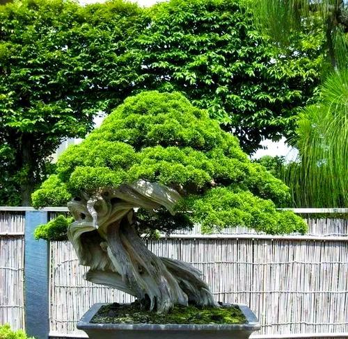 丛生柏树盆景怎么养护？丛生柏树盆景的养护技巧有哪些？