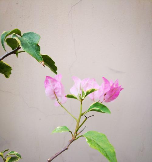 河北露台花卉种植的正确方法是什么？