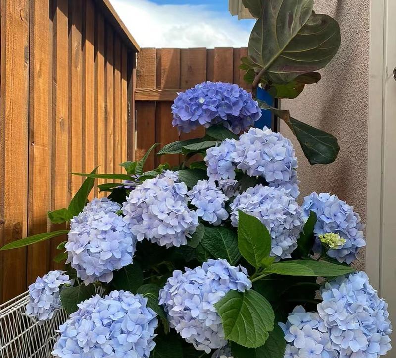 封好的阳台适合养什么花？适合封闭环境的花卉？