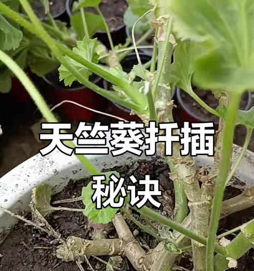 天竺葵适合散光环境吗？如何养护？