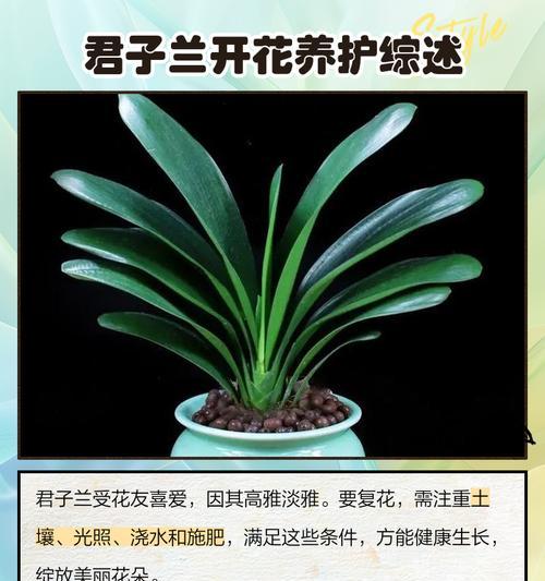 君子兰怎么养才好看？有哪些养好看的技巧？