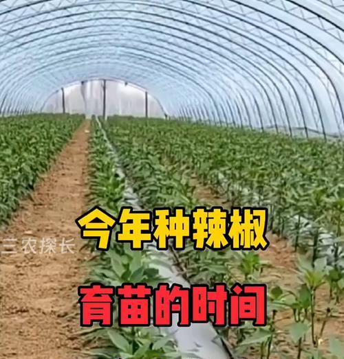 播种最佳天气条件是什么？如何选择合适的播种时机？