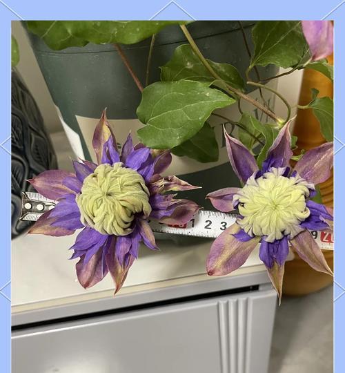 如何制作铁线莲花束更显美观？