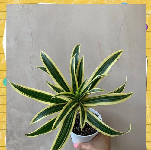 观赏植物获奖作品有哪些？如何鉴赏？