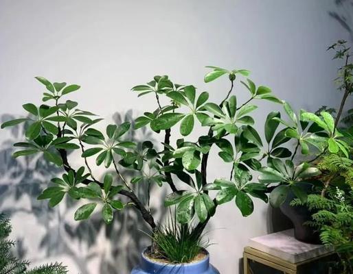 观赏植物获奖作品有哪些？如何鉴赏？