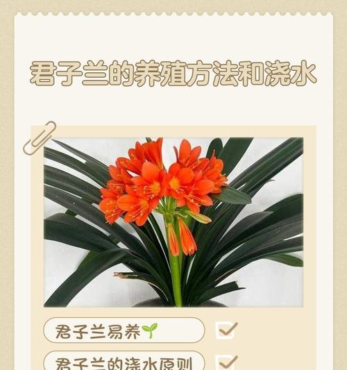 君子兰根部发红时的养护方法是什么？