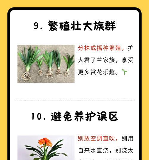 君子兰根部发红时的养护方法是什么？
