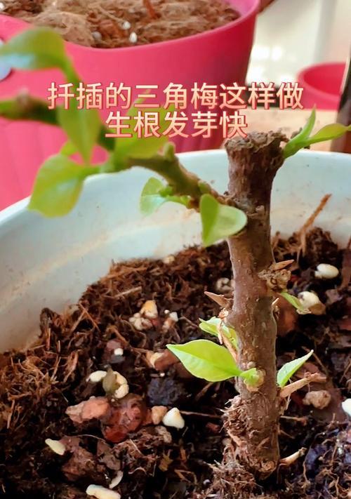 三角梅枝断了怎么扦插？扦插三角梅的正确步骤是什么？