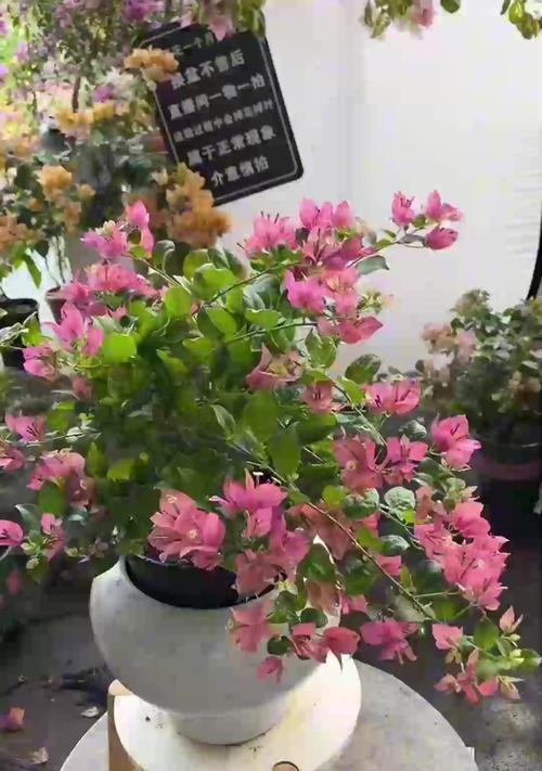 天竺葵金叶迷雾怎么养护和管理？金叶迷雾的养护要点是什么？