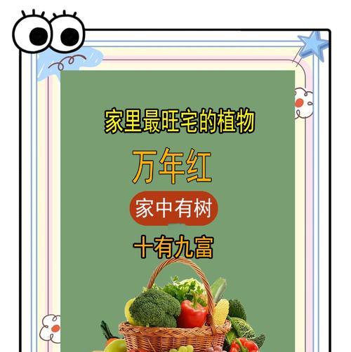 盆栽一年不浇水如何存活？不浇水盆栽的养护秘诀是什么？