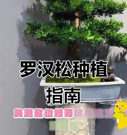 盆栽一年不浇水如何存活？不浇水盆栽的养护秘诀是什么？