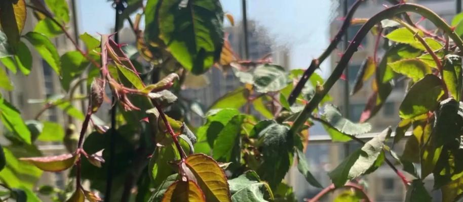 月季花朵小是什么原因？如何解决？