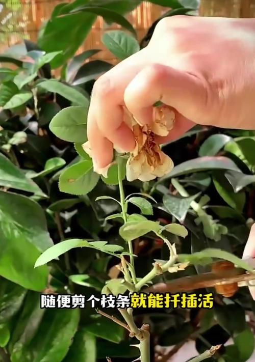 月季花朵小是什么原因？如何解决？