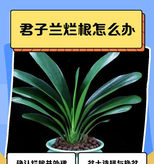 君子兰只长叶不长根的原因何在？