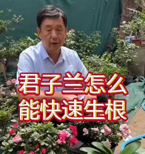 君子兰只长叶不长根的原因何在？