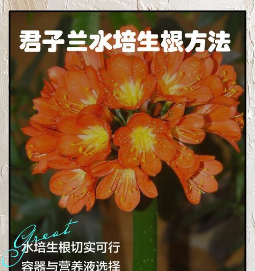 君子兰只长叶不长根的原因何在？