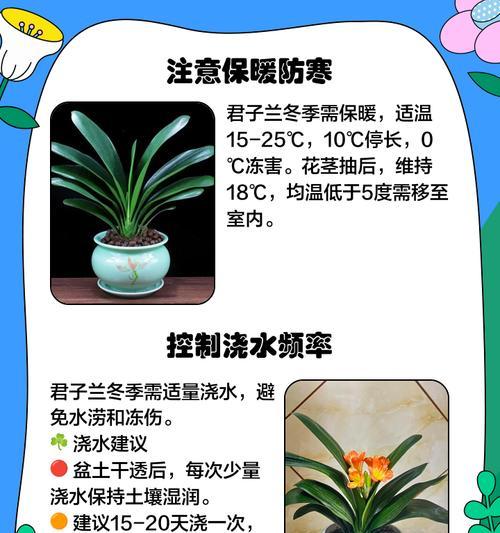 君子兰黄绣球花的正确养护方法是什么？
