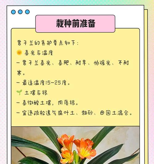 君子兰修根后如何种植？怎样促进新根生长？