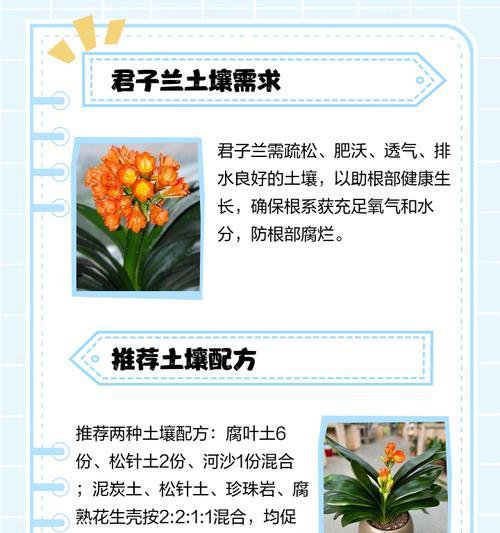 自制君子兰营养土的步骤和技巧是什么？