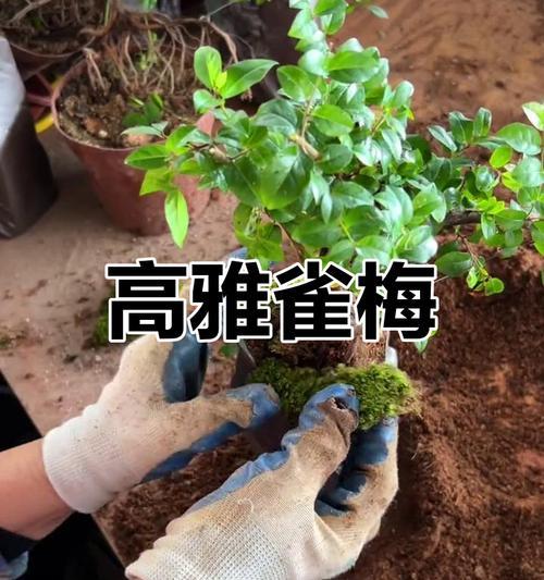 半圆雀梅盆景的正确养护方法是什么？