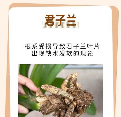 君子兰叶片的异常表现预示着什么问题？如何解决？