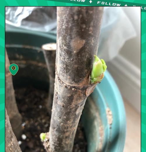 月季桩快速生根发芽的秘诀是什么？
