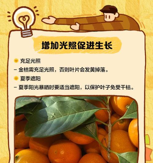 桔子树结果时叶子发黄掉叶怎么办？如何处理以保证果实质量？