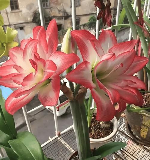 门前阳台适合种植哪些花卉？