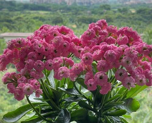 门前阳台适合种植哪些花卉？
