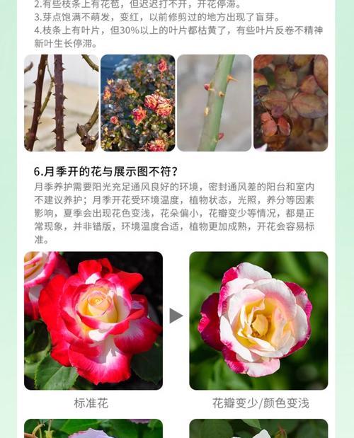 月季透明黑渍的处理方法是什么？