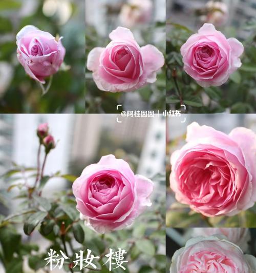 月季透明黑渍的处理方法是什么？